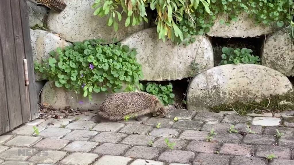 Früher Nestbau: Wieso bauen Igel ihre Nester schon jetzt?