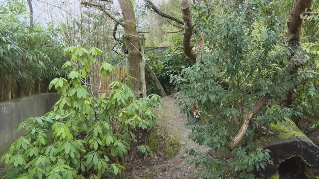 Zoo Zürich erwartet Panda-Nachwuchs