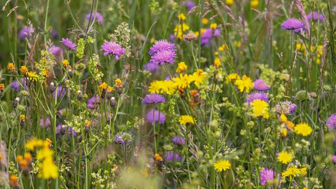 Stadt Zug will mit Wildblumenwiesen die Natur fördern