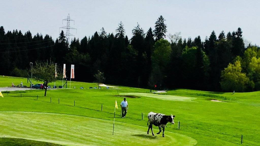 Das Rind büxte aus und trampelte über den Golfplatz in Neuenkirch.