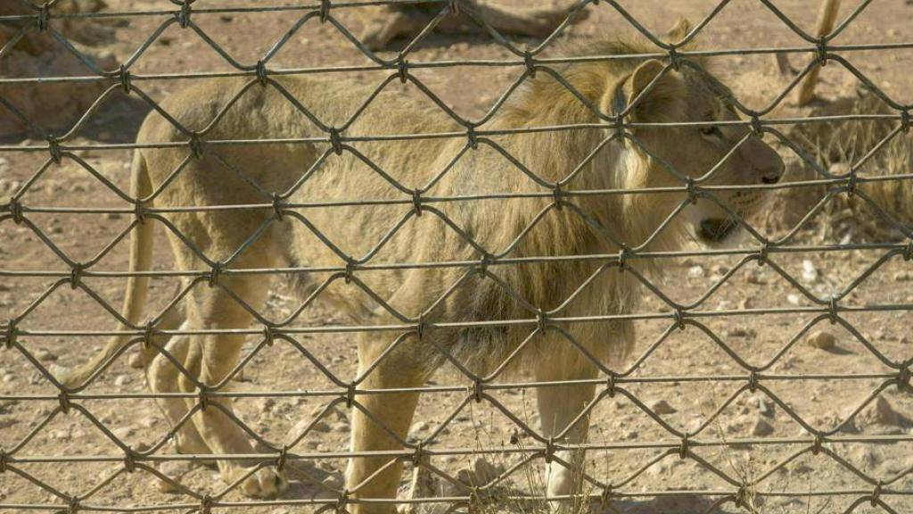 Einer der abgemagerten Löwen, die zusammen mit anderen Tieren von der Tierschutzorganisation «Vier Pfoten» aus einem Zoo in der Nähe der syrischen Stadt Aleppo evakuiert wurden.
