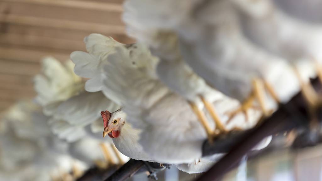 Hühner sind bei Schweizer Bauern als Nutztiere weiter im Vormarsch. (Archivbild)