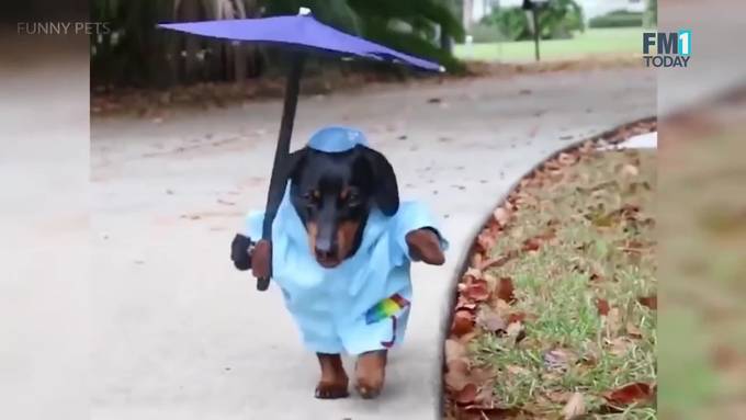 Die coolsten Halloween-Kostüme für deinen Hund