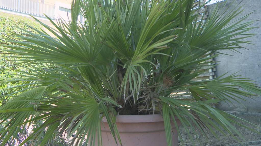 Emotionaler Wert: Unbekannte klauen vor Haus in Hunzenschwil eine 20-jährige Palme