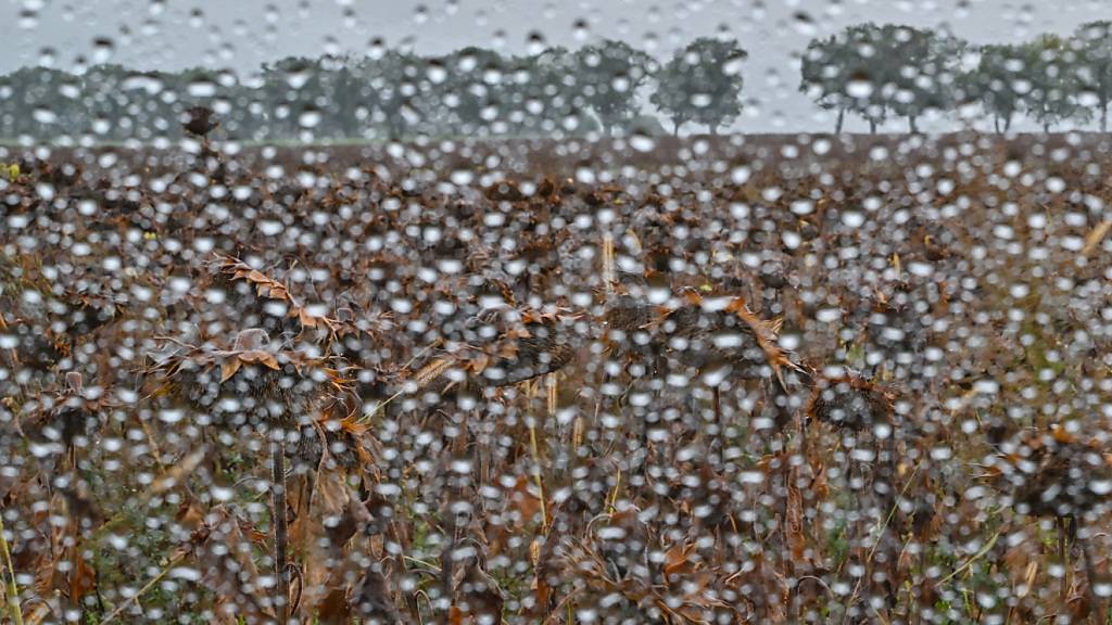 Das nasse und kühle Wetter führte zu einer tieferen Getreideernte. (Symbolbild)