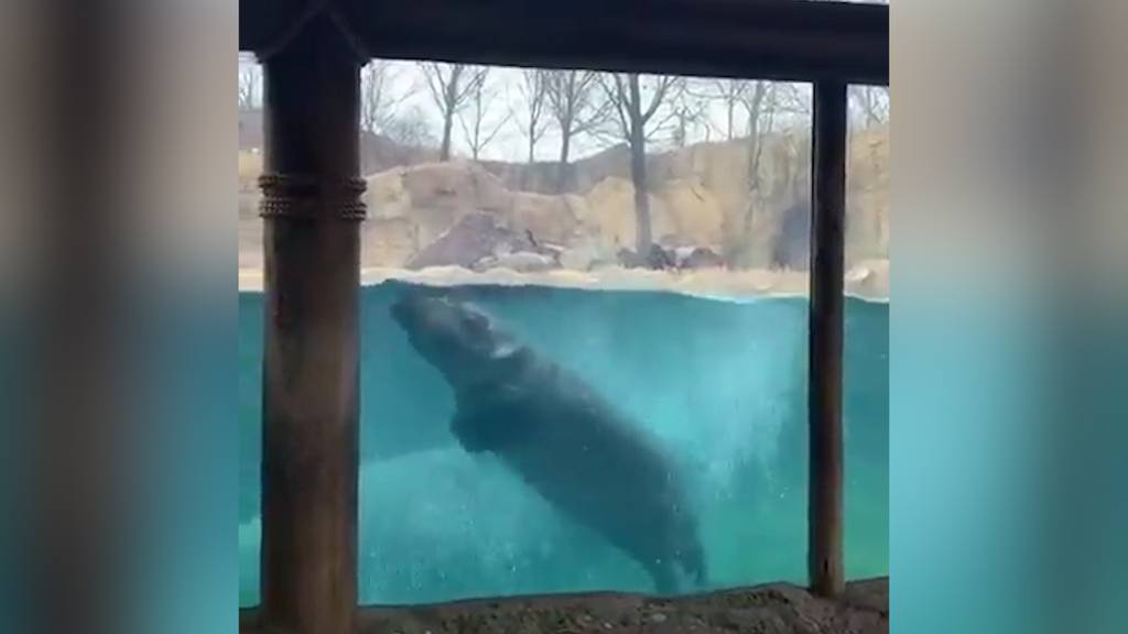 Flusspferd Fiona hält sich für einen Delfin