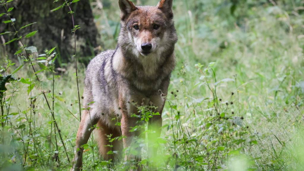 Wolf streift durchs Grenzgebiet der Kantone Zürich und Zug
