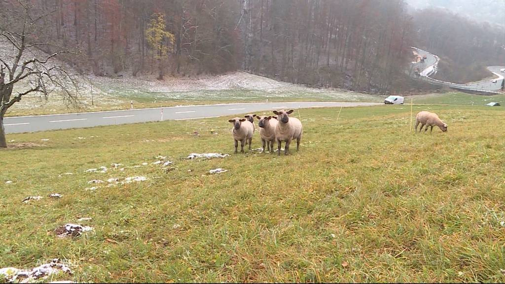 Tierquälerei? Geschorene Schafe grasen bei eisiger Kälte auf Weide