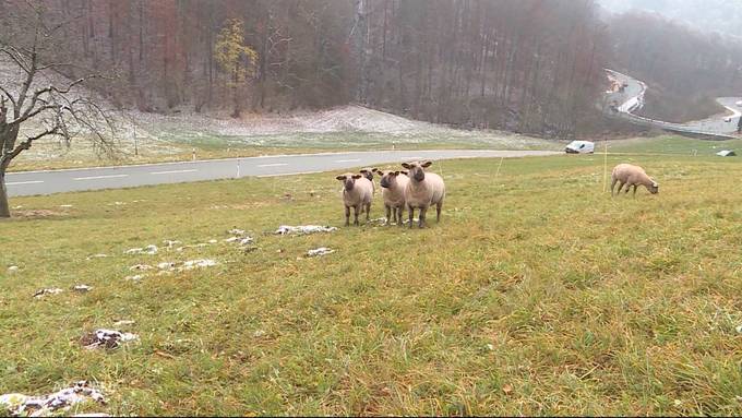 Tierquälerei? Geschorene Schafe grasen bei eisiger Kälte auf Weide