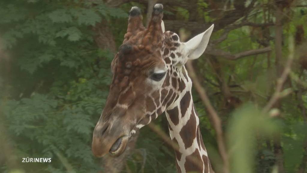 Inzest-Gefahr: Wegen neuem Giraffenbullen Obi muss Giraffenkuh Zoo Zürich verlassen