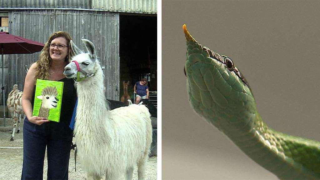 Malen inmitten Alpakas / Schlangen Zoo