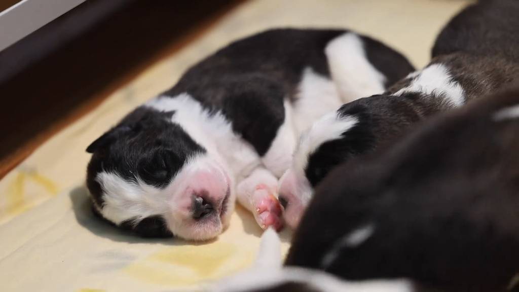 Jöö-Alarm: Elf Bernhardinerwelpen im Barryland zur Welt gekommen