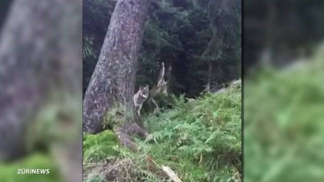 Wolf im Glarnerland