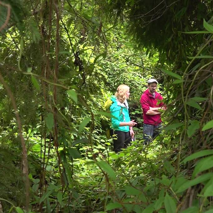 Kampf gegen Exoten: Diese Frau verbannt Neophyten aus der Natur