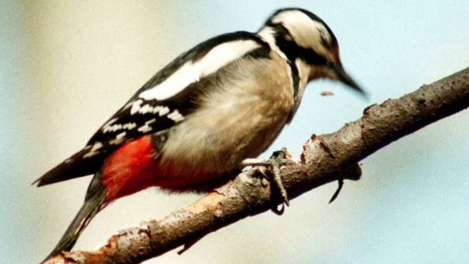 Mehr Vögel in naturnahen Gärten