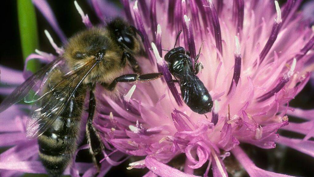 Die Zunahme von Imkerstandorten in Schweizer Städten übt Druck auf wilde Bestäuber aus: Eine Honigbiene (links) teil sich Nektar mit einer gewöhnlichen Keulhornbiene.