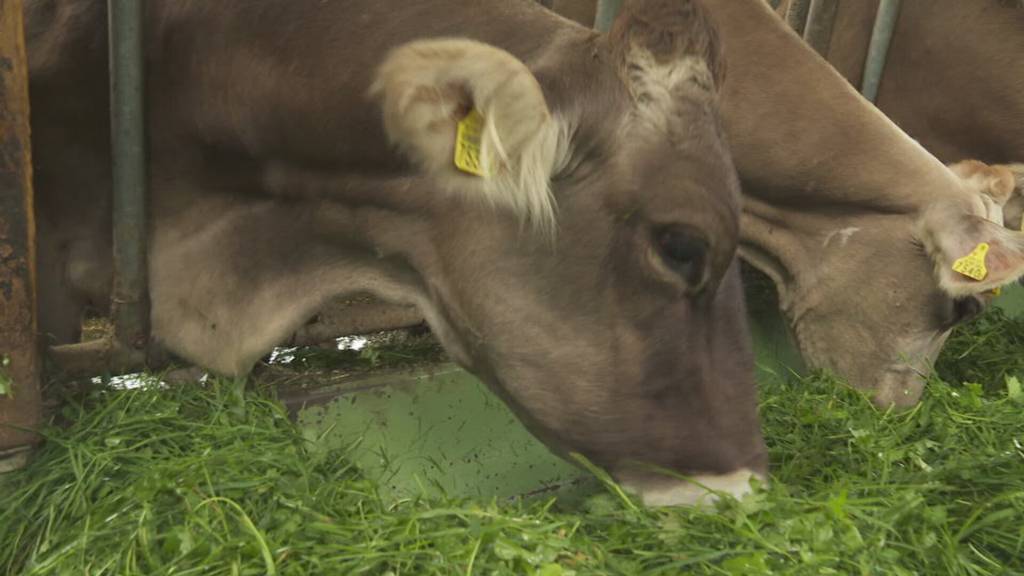 Kühen droht der Tod: Bauern bleiben wegen US-Zöllen auf ihrer Milch sitzen