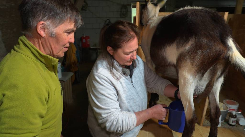 Romantik beim Melken: Peters Geissenmilch ist sein geheimer Liebestrank