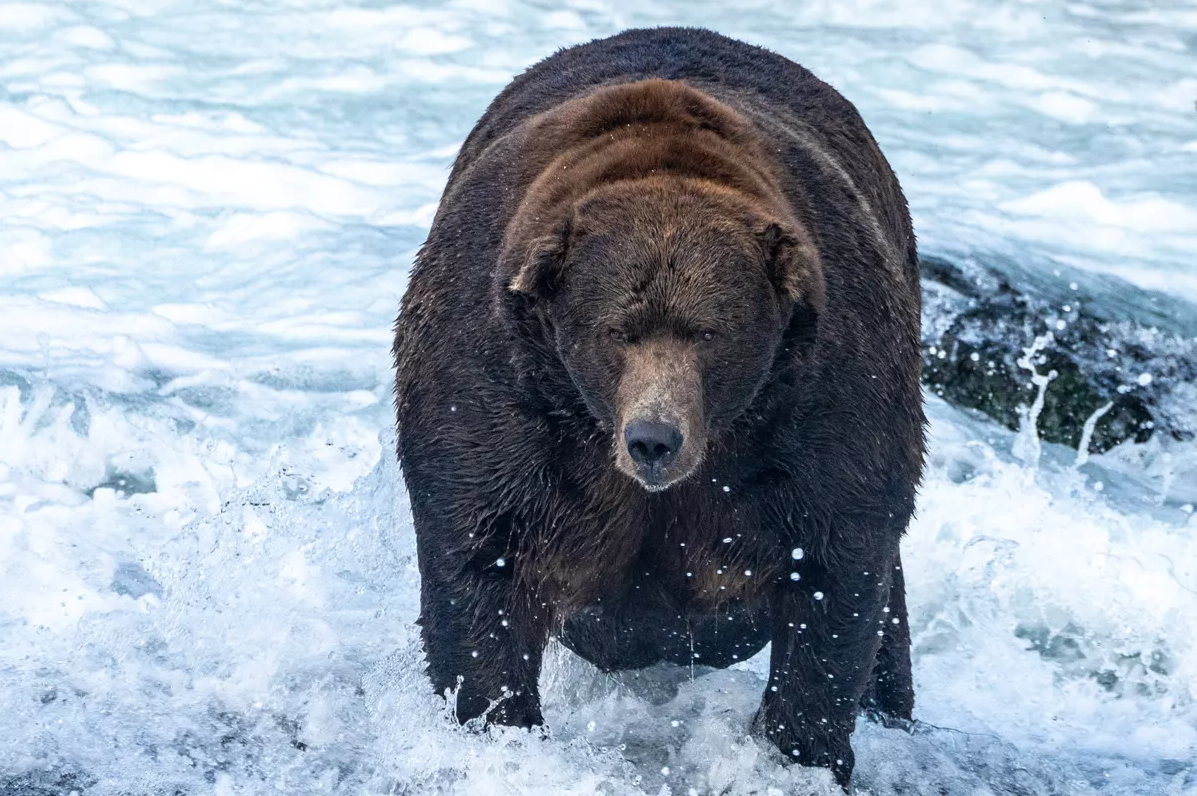 «Jumbo Jet» ist der dickste Bär Alaskas ZüriToday