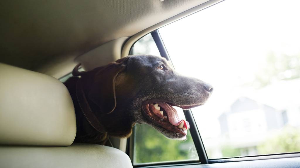 Hunde in der Hitzefalle Auto – was du tun kannst
