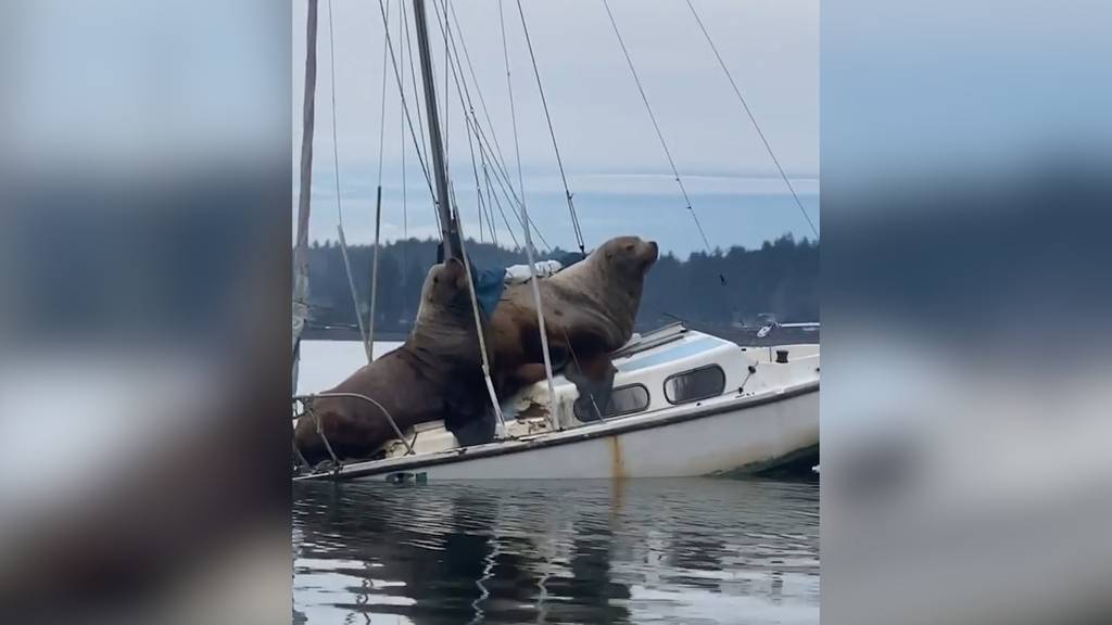 Abenteuerlustige Seelöwen kapern Segelboot