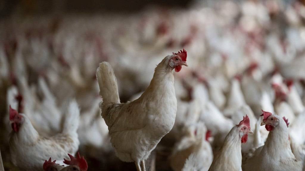 Für Geflügelhaltungen entlang des Bodensees gelten ab Donnerstagabend auf Schweizer Seite verschärfte Hygienemassnahmen. (Symbolbild).