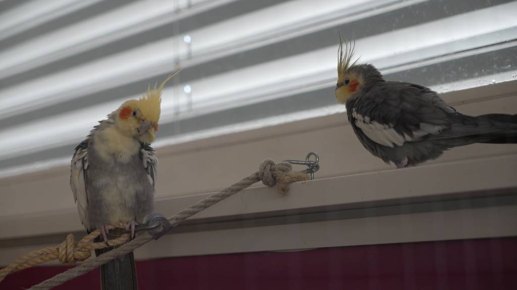 Zilli & Zayne