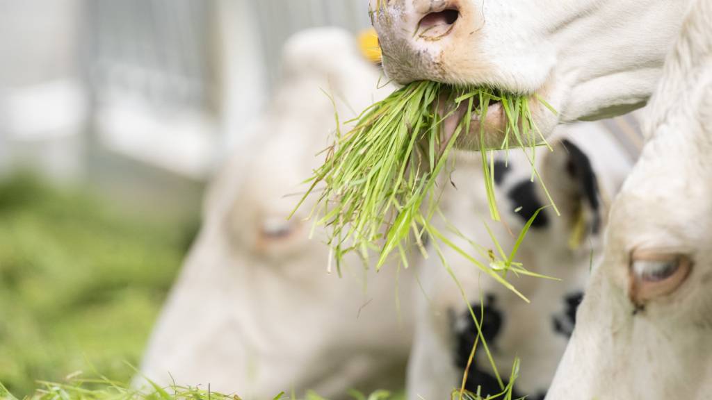 Ammoniak entsteht und entweicht in der Tierhaltung. Im Urin der Tiere ist Stickstoff in Form von Harnstoff vorhanden. (Symbolbild)