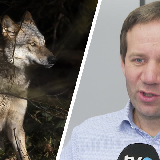 Wolfsjagd in Russland von St.Galler Amtsleiter sorgt für Kontroversen