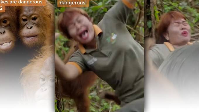So bringt man Orang-Utans die Angst vor Schlangen bei