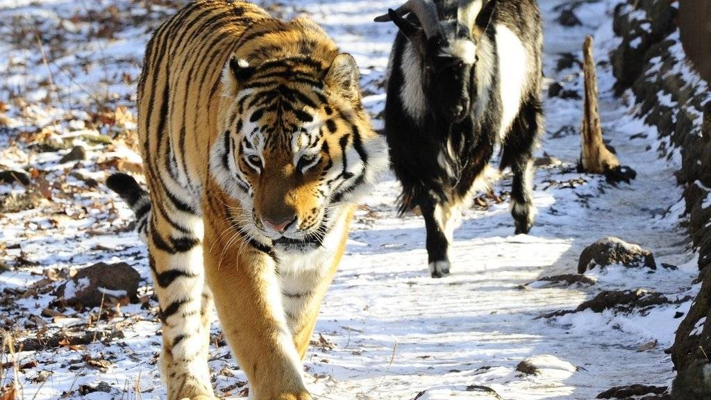 Ein Bild aus schöneren Zeiten: Ziege Timur und Tiger Amur leben friedlich im gleichen Gehege. Damit ist aber vorerst Schluss.