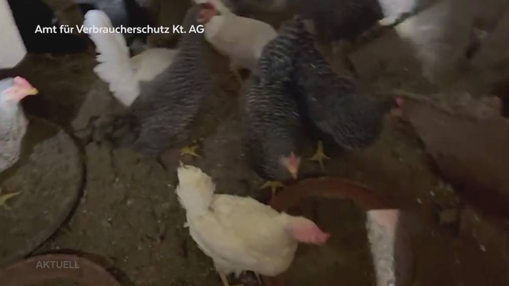 Tierquälerei: Nachdem man in Teufenthal 59 Hühner töten musste, sprechen jetzt die Nachbarn