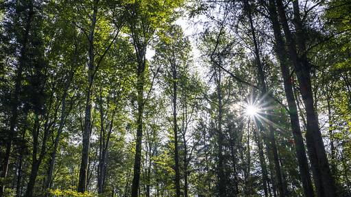 Fotosynthese von Bäumen wird ab 30 Grad ineffizienter