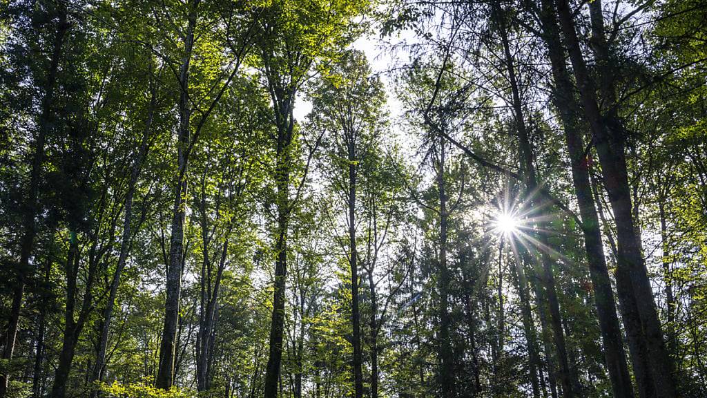 Die Fotosynthese von Bäumen wird einer neuen Studie zufolge bei Temperaturen von über 30 Grad Celsius ineffizient. (Archivbild)