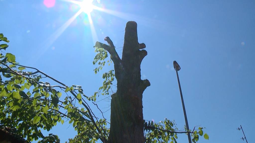 Bäcker fällt Baum: Grosser Streit um illegal gefällte Linde in Hinwil