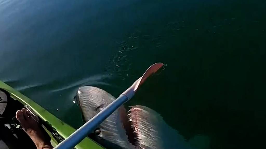 Weisser Hai schnappt nach Paddel eines Kajak-Fahrers