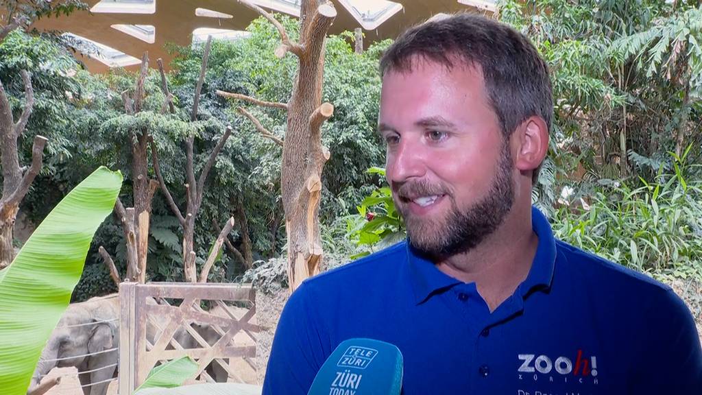 Schwer erkrankter Elefantenbulle: Kurator des Zoo Zürich gibt Update