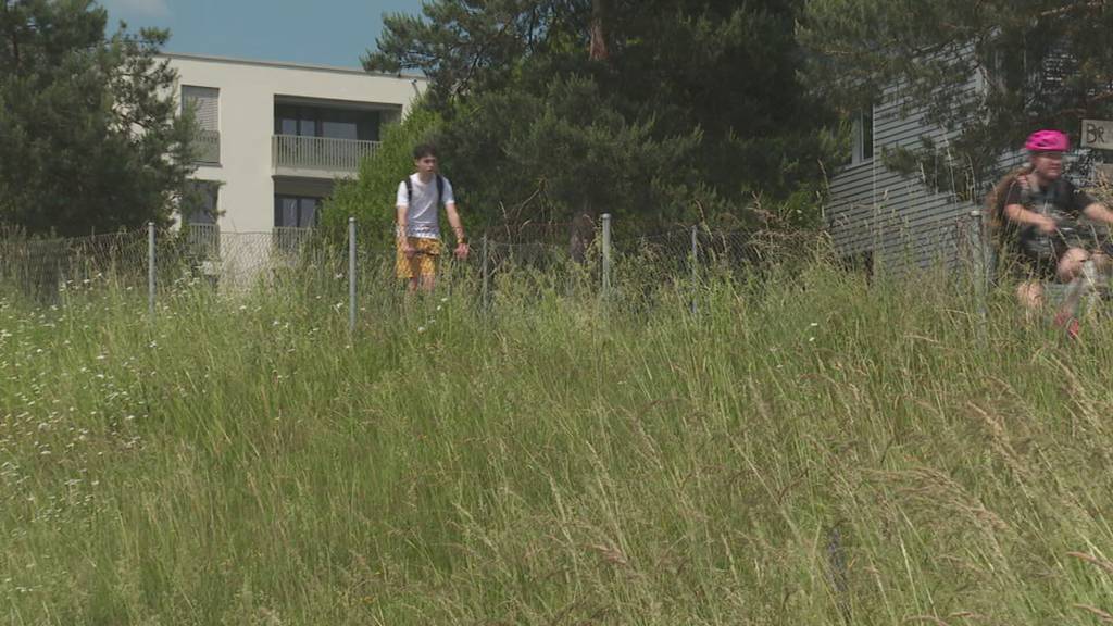 Invasive Neophyten: Behörden warnen vor Ausbreitung 