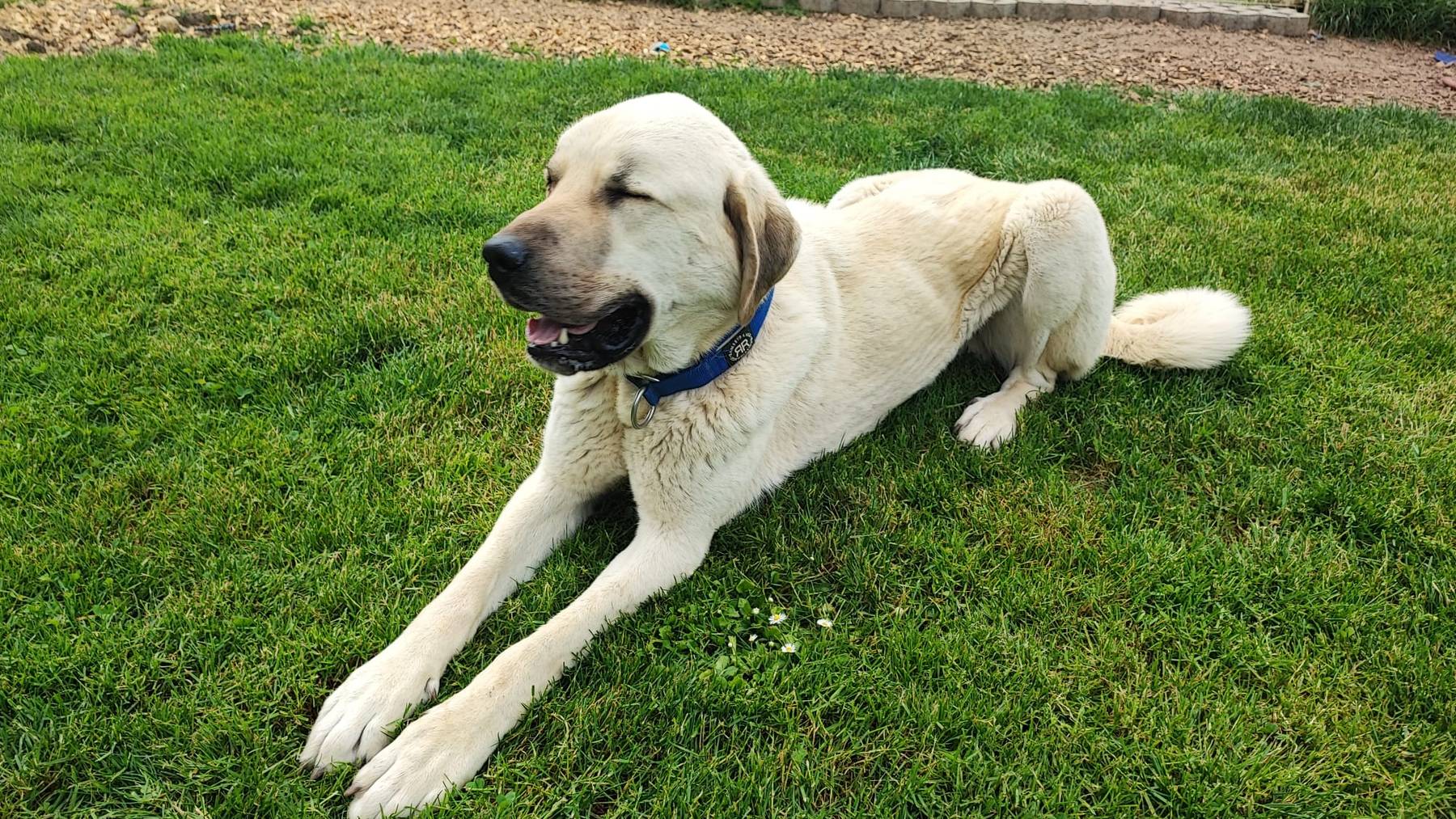 Kangal-Rüde Teddy in der Tierpension im deutschen Teil Laufenburgs.