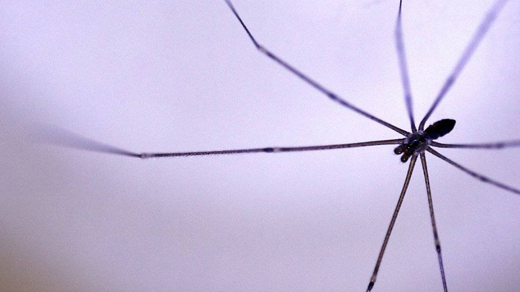 Arachnophobie ist
die weit verbreitete Angst vor Spinnen.