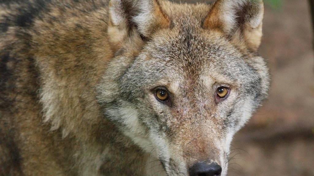 Im Kanton Neuenburg hatte ein Wolf vergangene Woche neun Schafe getötet und ein weiteres verletzt. Im Bild ein Wolf in einem Tierpark. (Archivbild)