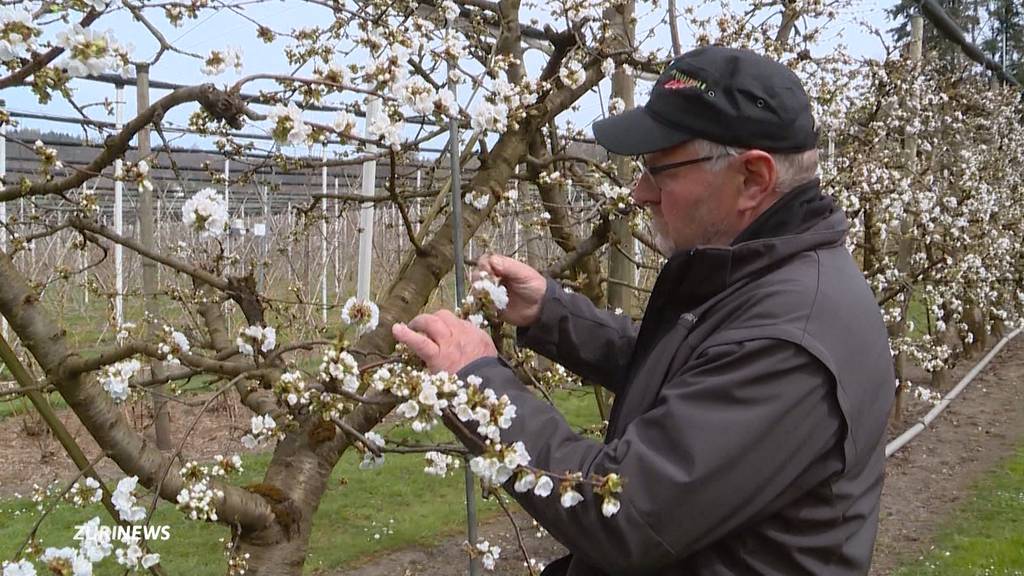 Obstbauern sind wegen Winter-Comeback besorgt