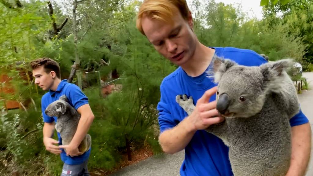 Die Koalas sind zurück: Maisy, Uki und Tarni ziehen ins neubepflanzte Australienhaus