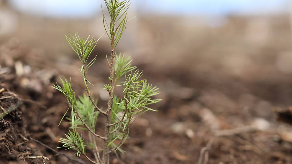 ARCHIV - Eine junge Lärche: Das Europaparlament hat sich für ein umstrittenes EU-Naturschutzgesetz ausgesprochen. Foto: Matthias Bein/dpa