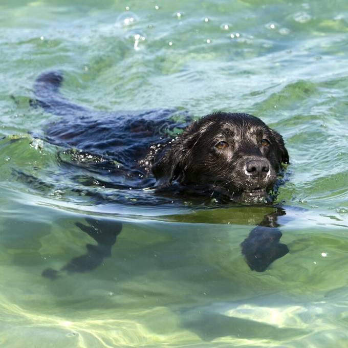 Trotz Hundstagen sind (noch) keine Hitzerekorde in Sicht