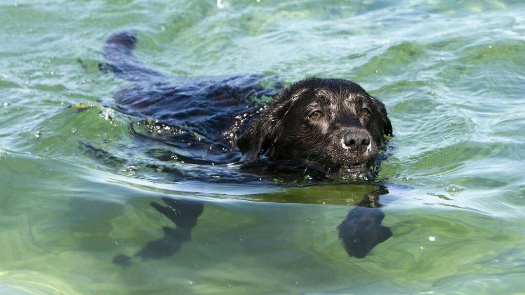 Von Hunden, die in der Hitze unbedingt Abkühlung brauchen, haben die Hundstage ihren Namen nicht. (Archivbild)