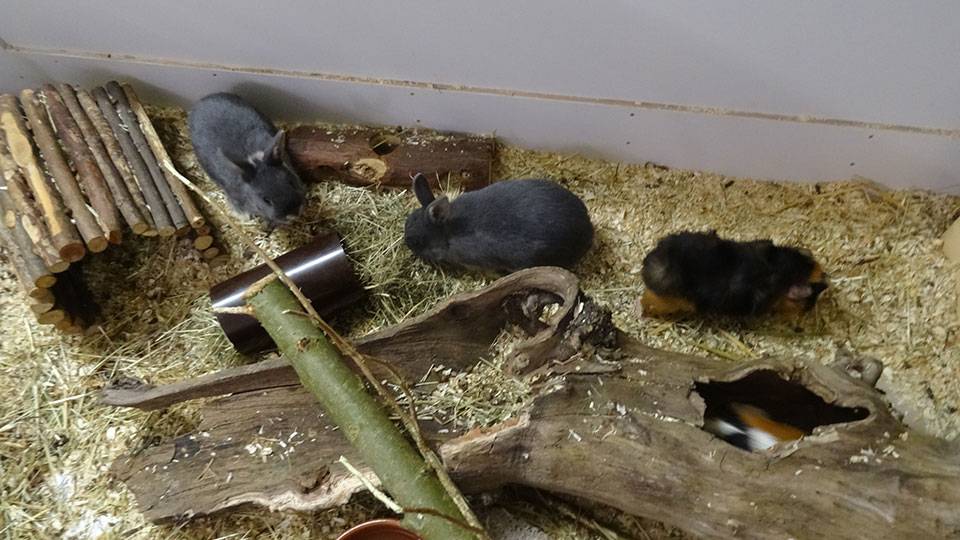 Kaninchen und Meerschweinchen