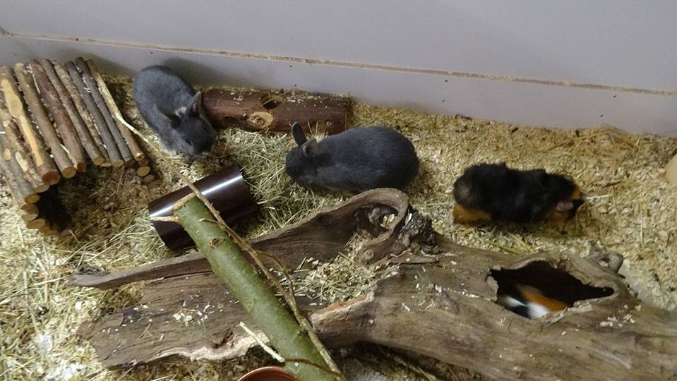 Kaninchen und Meerschweinchen