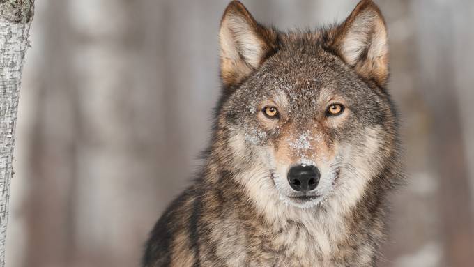 Wolf in Oberriet ist identifiziert