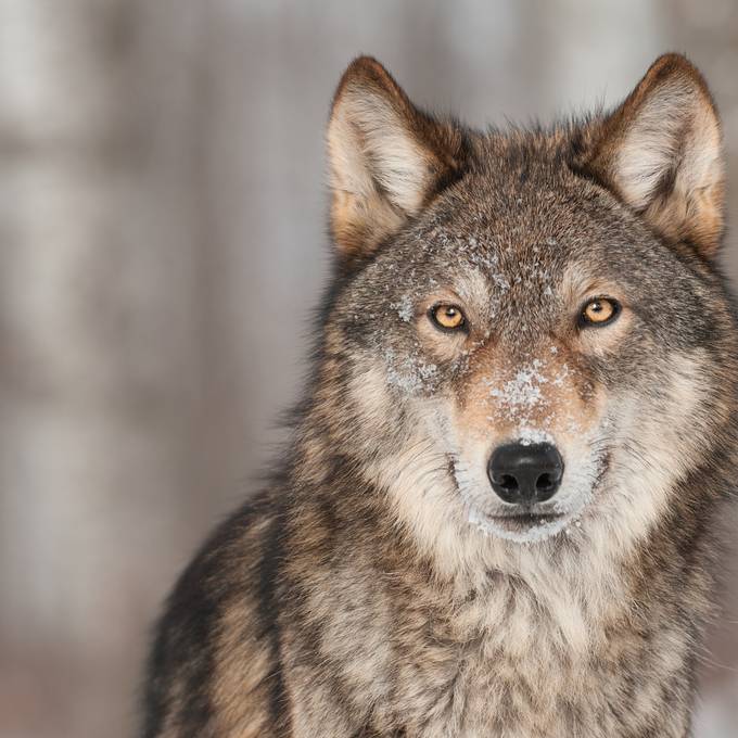 Wolf reisst Schaf in Oberriet